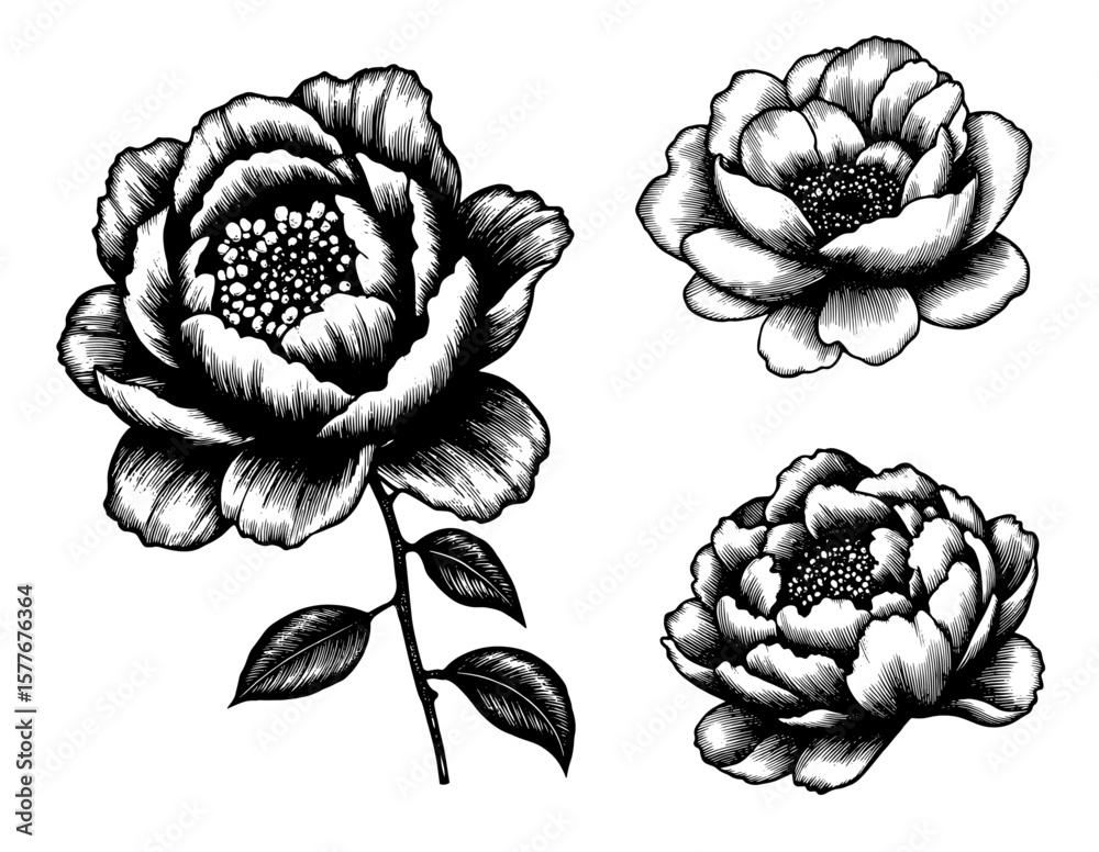 Fototapeta premium Peony flower illustrations in woodblock style in black and white for elegant floral design