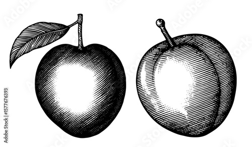 Plums in black and white vintage illustration style, for botanical and food design