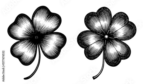 Four-leaf clovers in engraved style, black and white, symbolizing luck and St. Patrick's Day