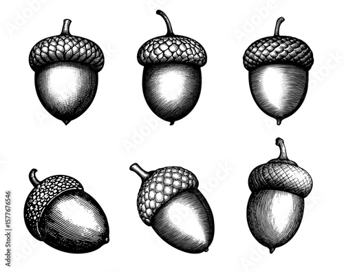 Acorns in woodcut illustration style, black and white, symbolizing autumn and nature