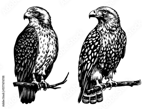 Hawks perched on branches in black and white