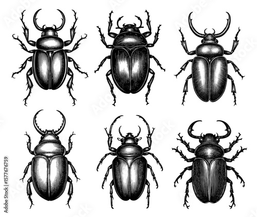 Scientific beetle illustrations in a vintage engraving style in black and white, entomology