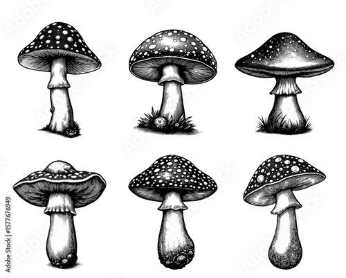 Mushroom illustrations in a botanical ink style, black and white