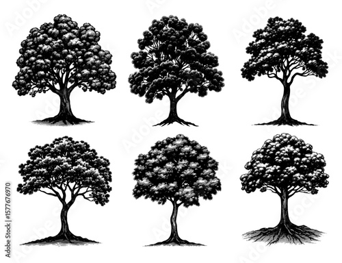 Trees in a woodcut illustration style, black and white