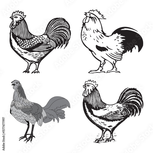 Cartoon vector illustration of domestic fowl with a rooster and hen silhouette