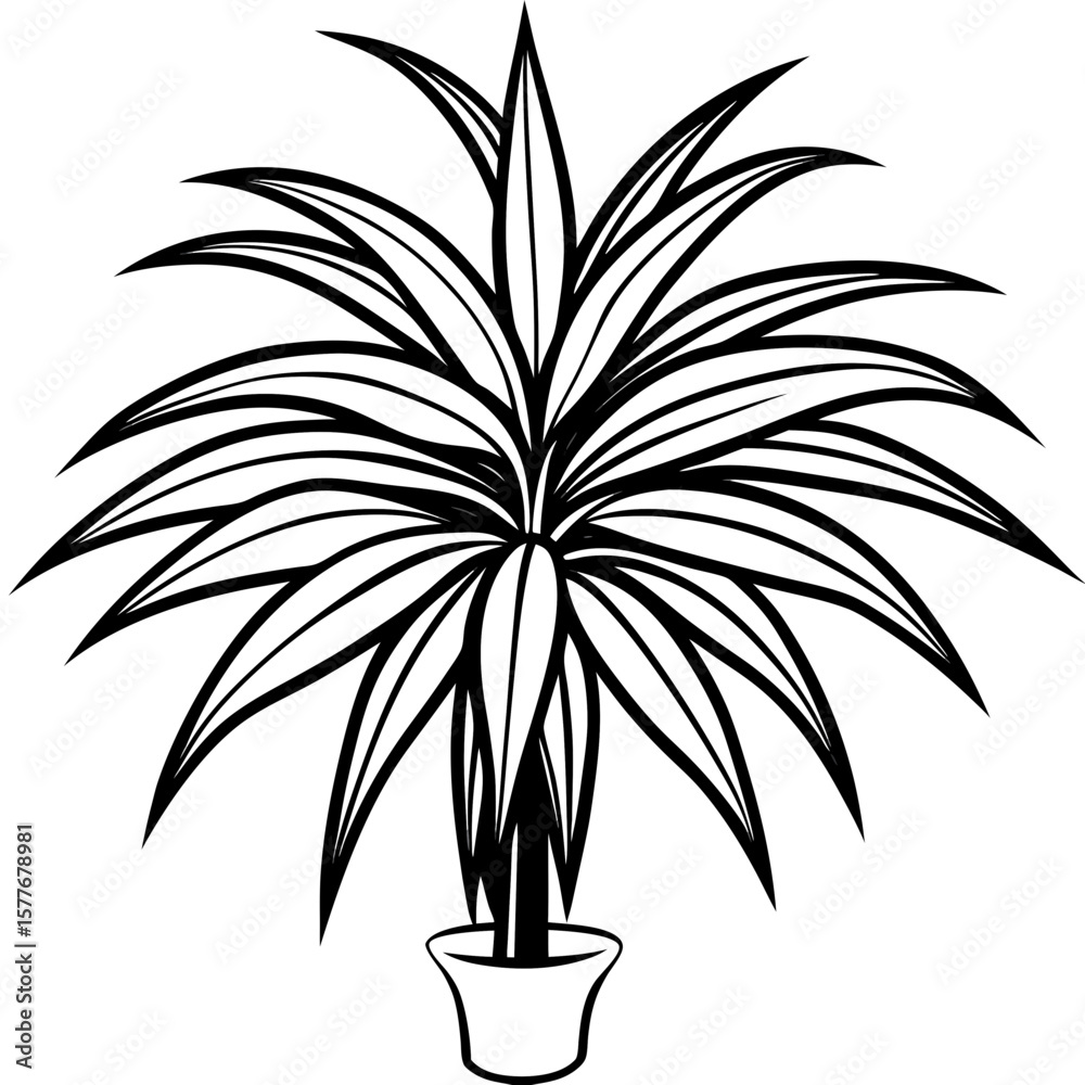 Obraz premium Dracaena line art vector