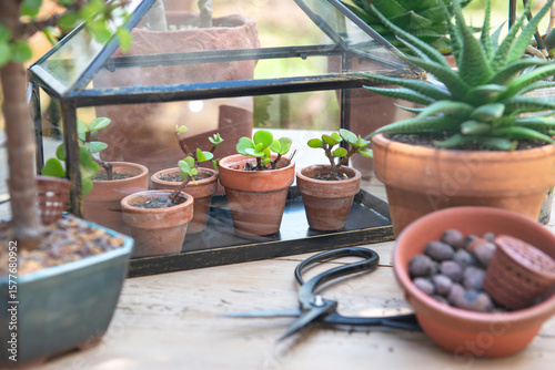 different sseedling of succulent plants in little greenhouse on wooden table ...