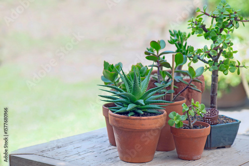 different suculent plants in flower pots with on a wooden table  outdoors