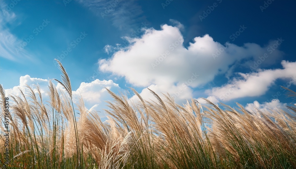 Fototapeta premium tall grass sways gently against blue sky white fluffy clouds float above in soft sunlight natural scene creates tranquil atmosphere on breezy day