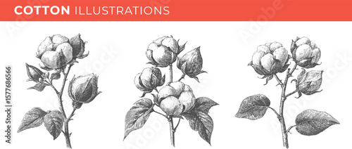 Set illustrations of cotton isolated on transparent background. Vector graphics