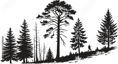 Silhouette of pine trees and a person walking on a grassy hill