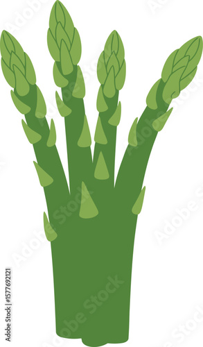 Vector illustration of asparagus. Fresh green vegetable plant on white background. Top view. Vegan healthy food