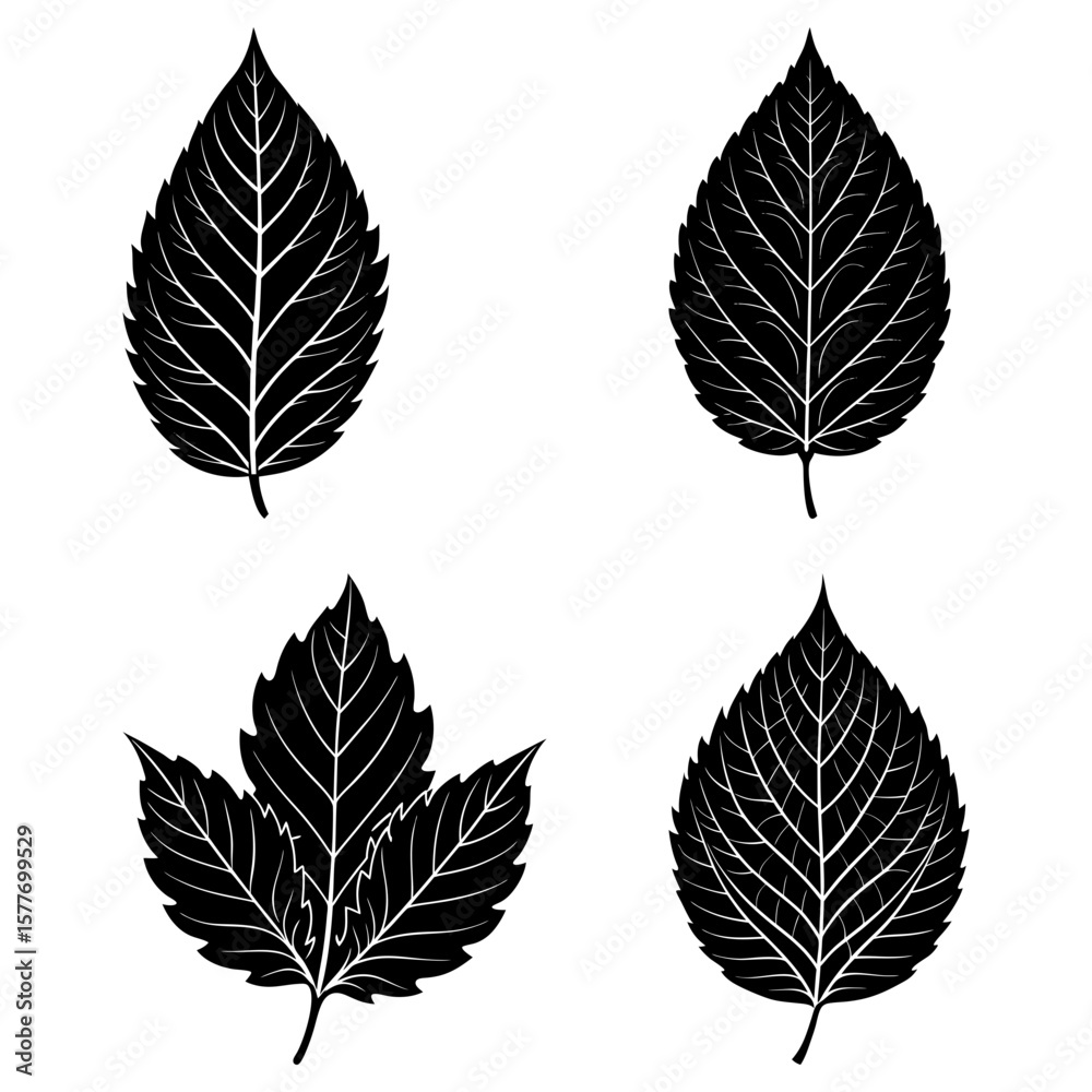 Fototapeta premium Four black and white leaf illustrations with detailed vein patterns on a white background display