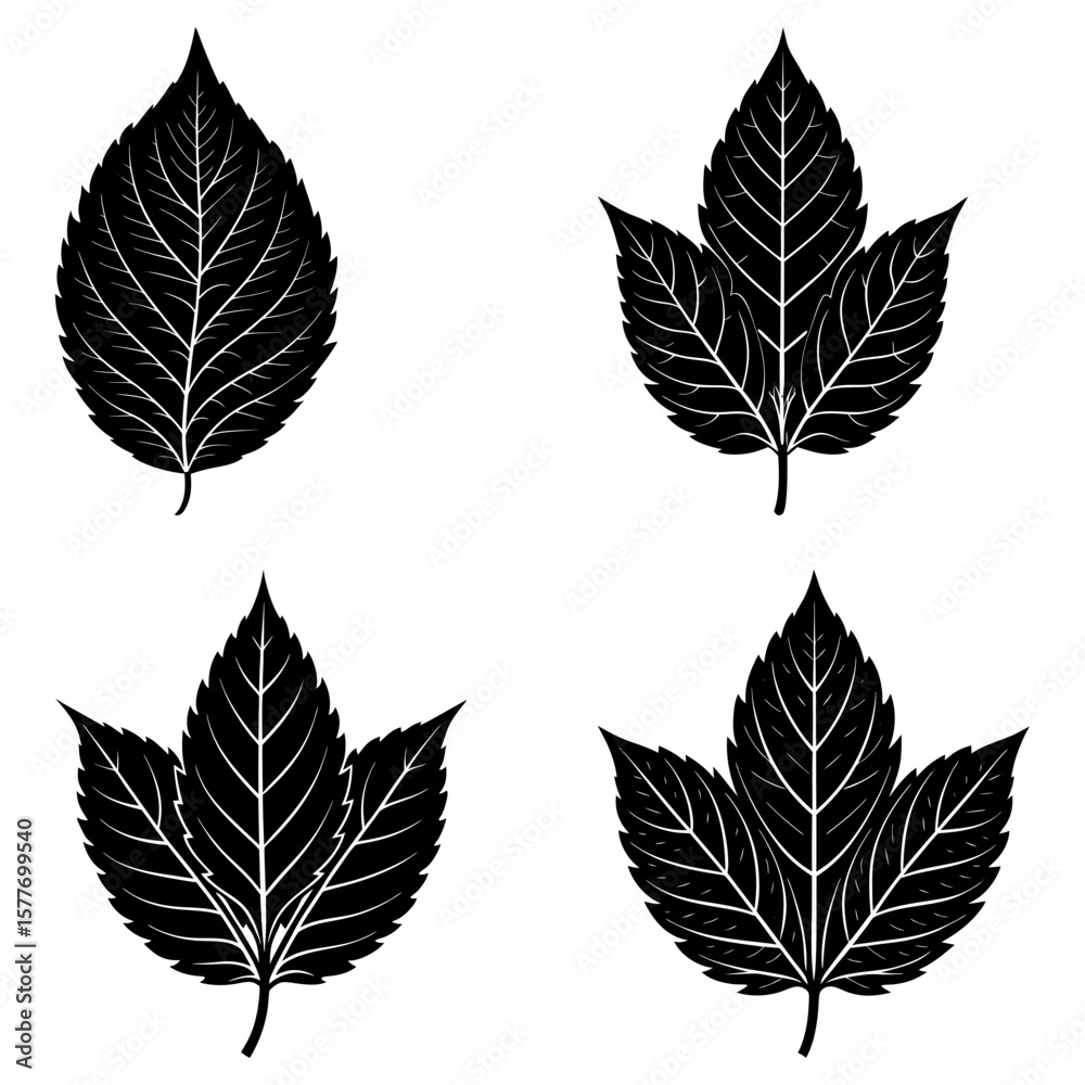 Obraz premium Illustration of four black leaves with detailed veins on a white background in a vector format