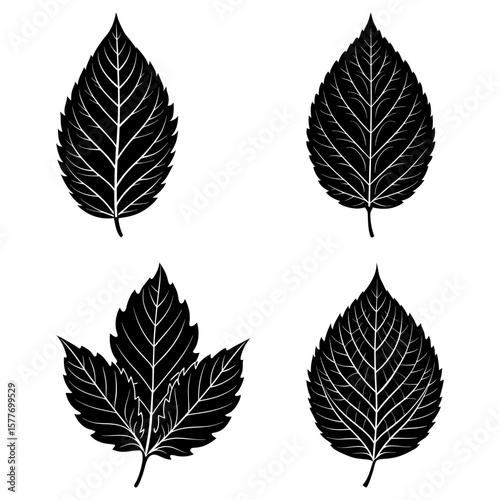 Four black and white leaf illustrations with detailed vein patterns on a white background display