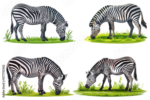 Illustration of a zebra grazing, Wild African Zebra eating grass, zebra in the grass, Zebra illustration with black and white stripes (Equus quagga, Equus burchellii)