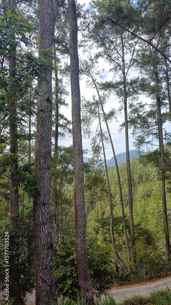 Obraz premium Pine Forest with Sunlight and Blue Sky