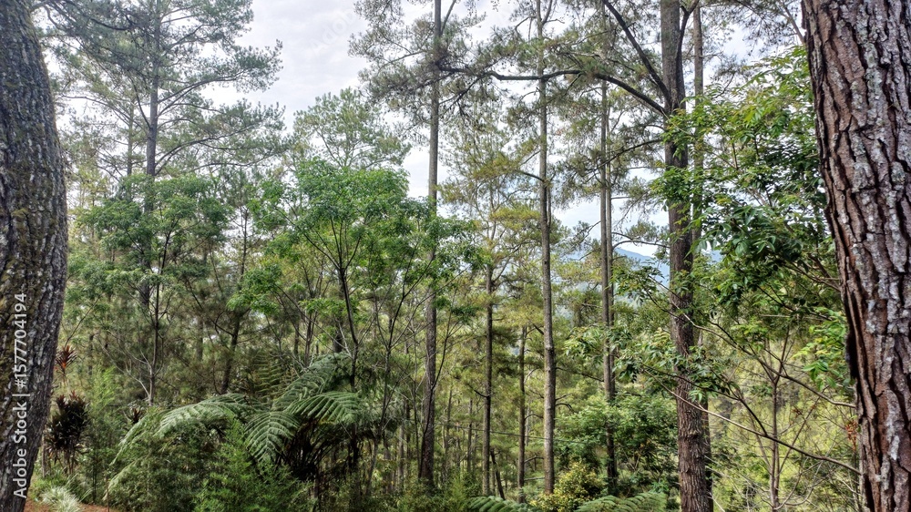 Fototapeta premium Pine Forest with Tall Trees and Green Foliage