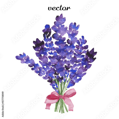 Lavender, branches isolated on transparent background. Watercolor - vector 26.