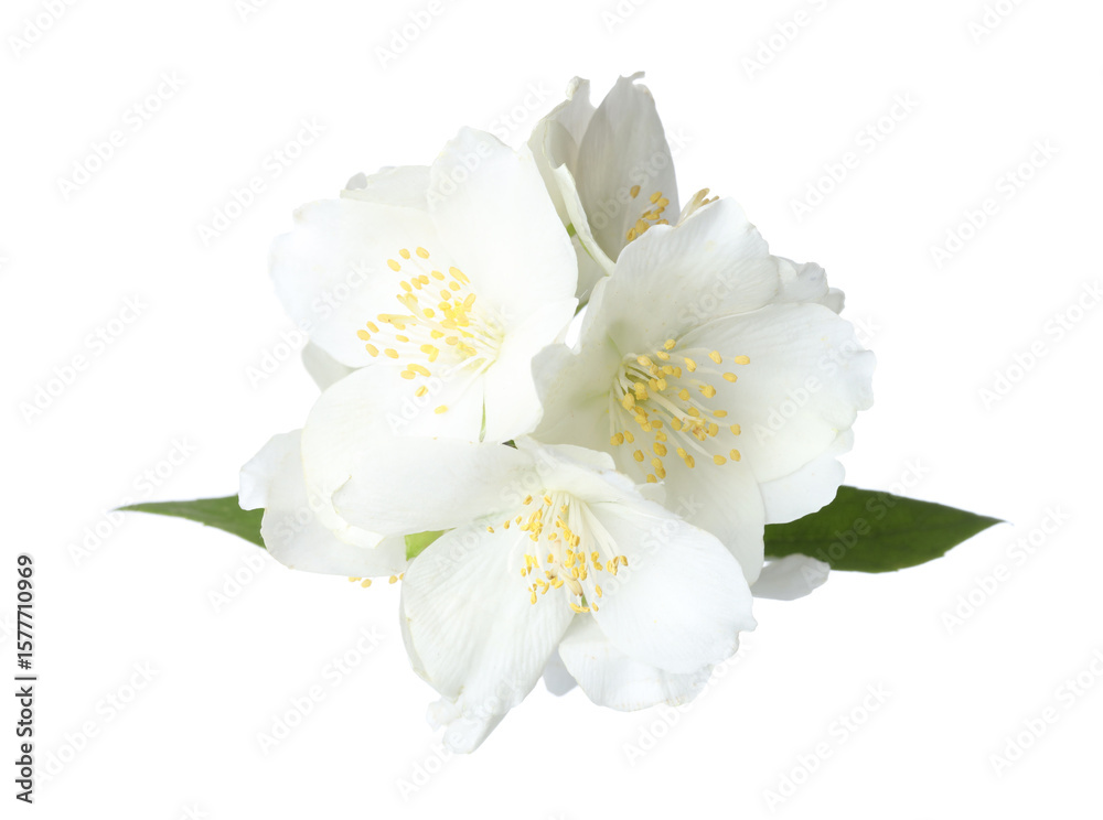 Obraz premium Beautiful jasmine flowers with green leaves isolated on white