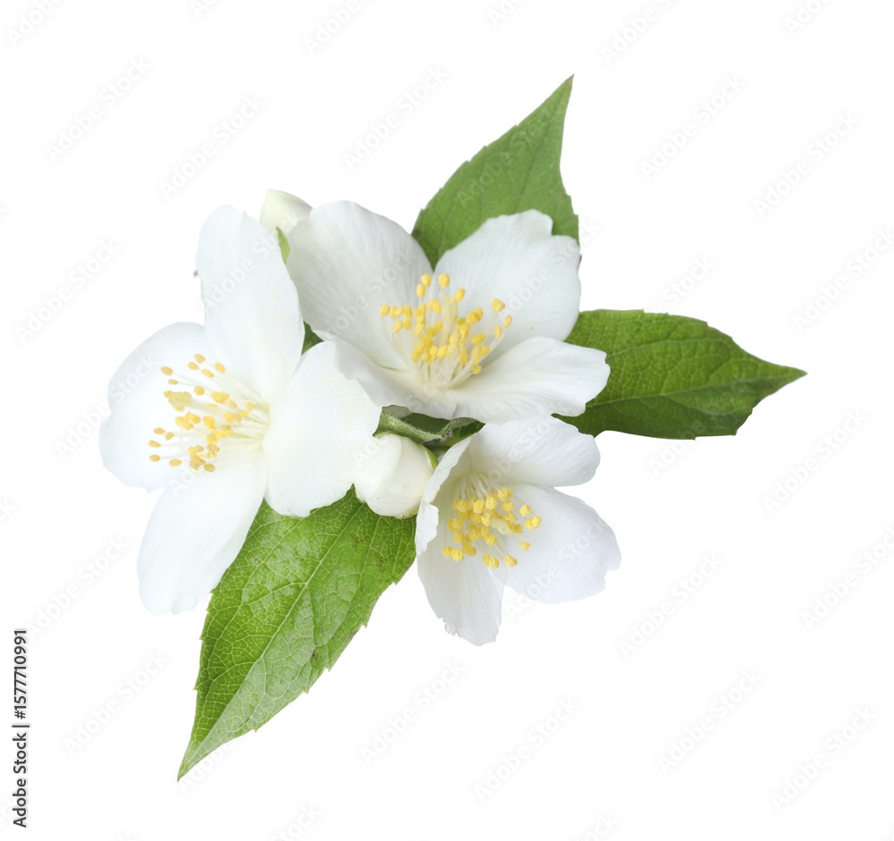 Obraz premium Beautiful jasmine flowers with green leaves isolated on white