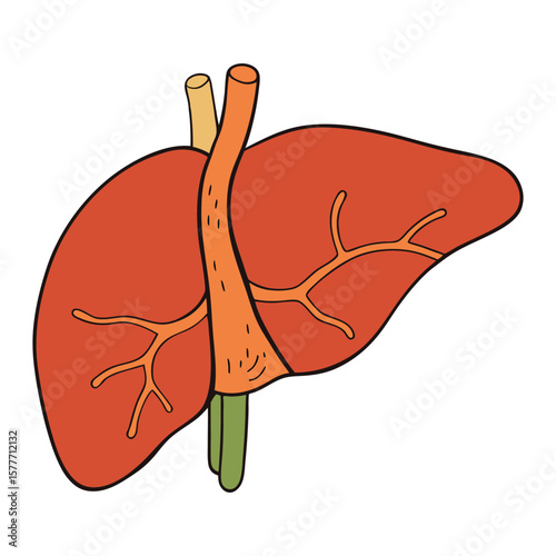 The human liver has two main lobes, made of hexagonal lobules with hepatocytes, bile ducts, and blood vessels, vital for detox, metabolism, and bile production.

