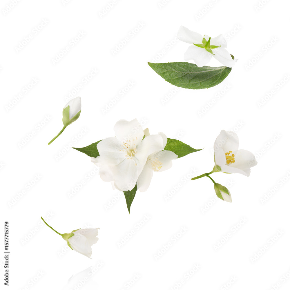 Obraz premium Beautiful jasmine flowers flying against white background