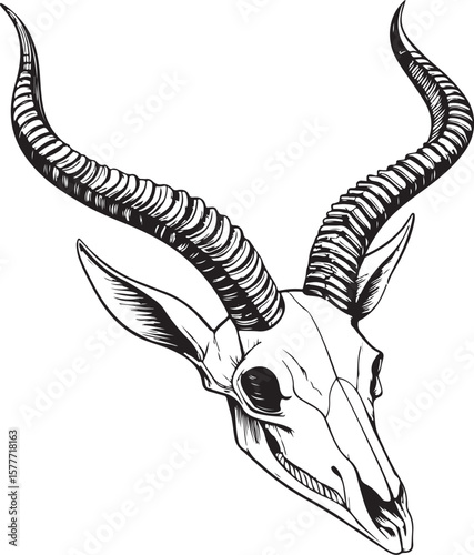 Skeleton Skull of antelope Vector Illustration, Sketch Drawing Line Linear Symbol Icon Engraving Coloring Book, Hand-drawn Black and White Isolated