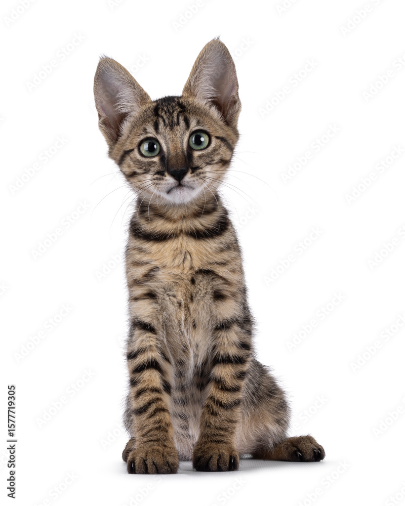 Fototapeta premium Gorgeous black tabby spotted cat kitten, standing up facing front. Looking towards camera with mesmerizing green eyes. Isolated on a white background.