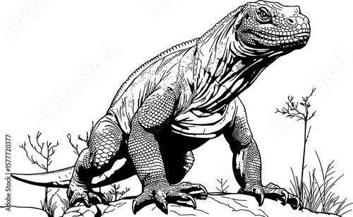 Drawing of an Ideal Komodo Dragon for coloring