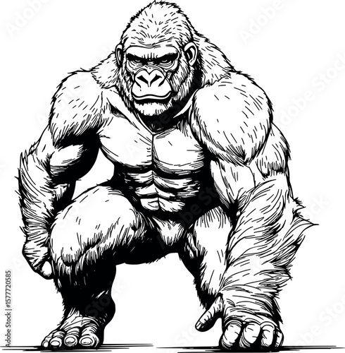 Drawing of an ideal gorilla for coloring