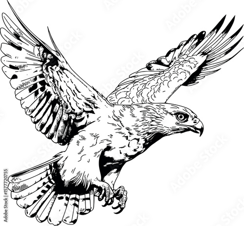 Drawing of an Ideal Peregrine Falcon for coloring