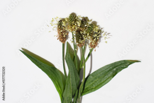 Flowering ribwort plantain (Plantago lanceolata) with leaves on a white background