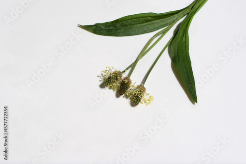 Flowering ribwort plantain (Plantago lanceolata) with leaves on a white background, copy space for text
