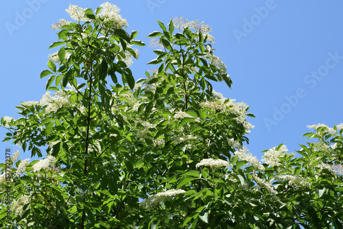 Flowering elderberry (Sambucus nigra) against blue sky
