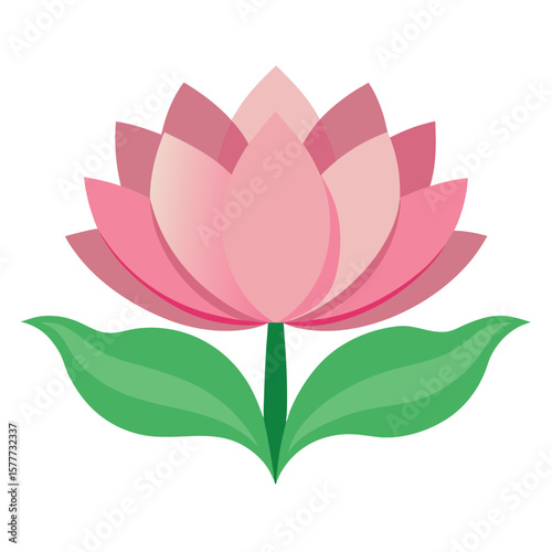 pink lotus flower isolated