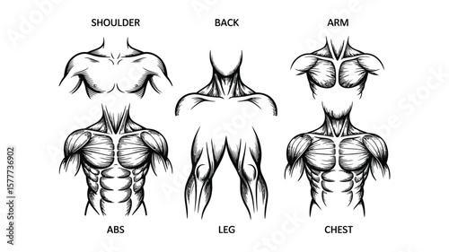 Body Parts Anatomy Study Shoulder, Back, Arm, Abs, Leg, Chest in Sketch Style