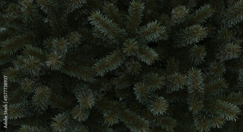 Dark green evergreen branches close-up for textured natural background
