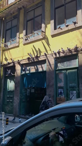 Pigeons on an old abandoned building in Porto, Portugal