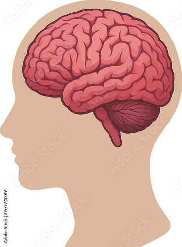 Close up profile view of a human head silhouette with a detailed illustration of a brain
