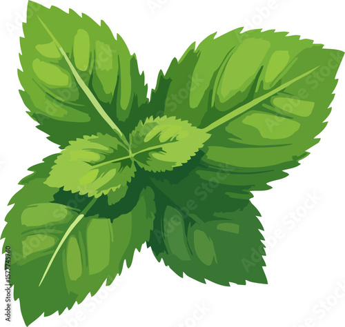 Vector Illustration of Peppermint Leaves – Fresh Herbal Plant in Flat Botanical Style