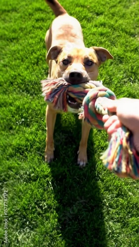 A high-angle handheld video captures a playful, medium-sized, short-haired brown dog with a focused expression playing tug-of-war with a colorful rope toy on a lush green lawn, held by a leopard