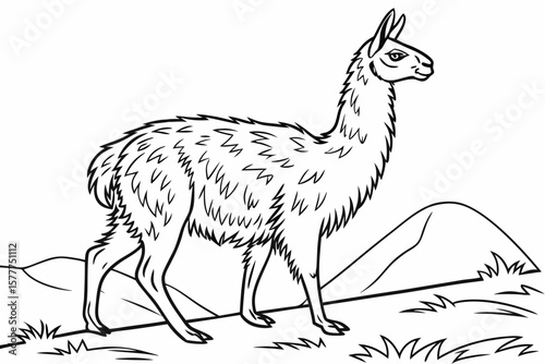 coloring page line art the vicuna black vector