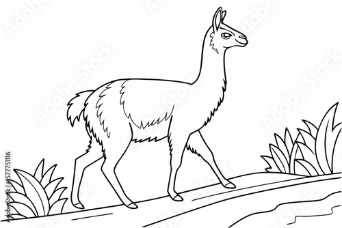coloring page line art the vicuna black vector