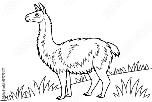coloring page line art the vicuna black vector