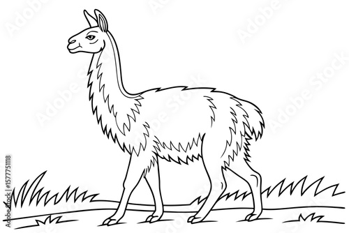 coloring page line art the vicuna black vector