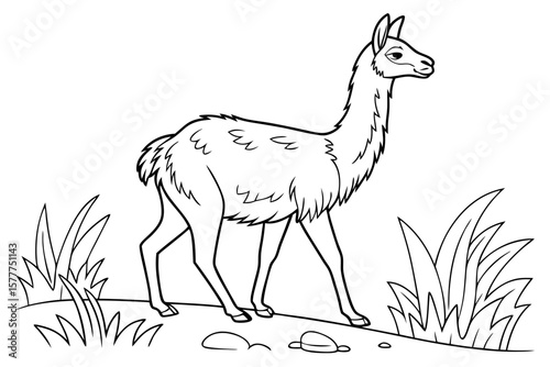 coloring page line art the vicuna black vector