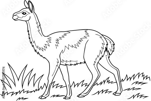coloring page line art the vicuna black vector