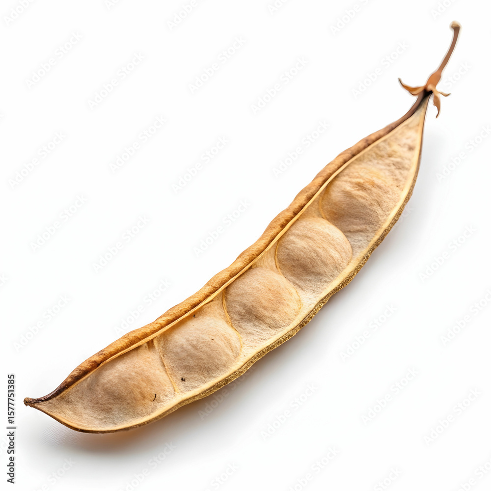 Obraz premium A single dried lentil pod is positioned diagonally, showcasing its natural texture