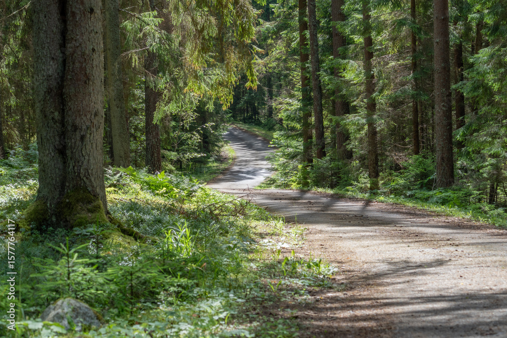 Winding Forest Path through Green Pine Woods – Peaceful Nature Landscape with Light and Shadow Winding Forest Path through Green Pine Woods – Peaceful Nature Landscape with Light and Shadow